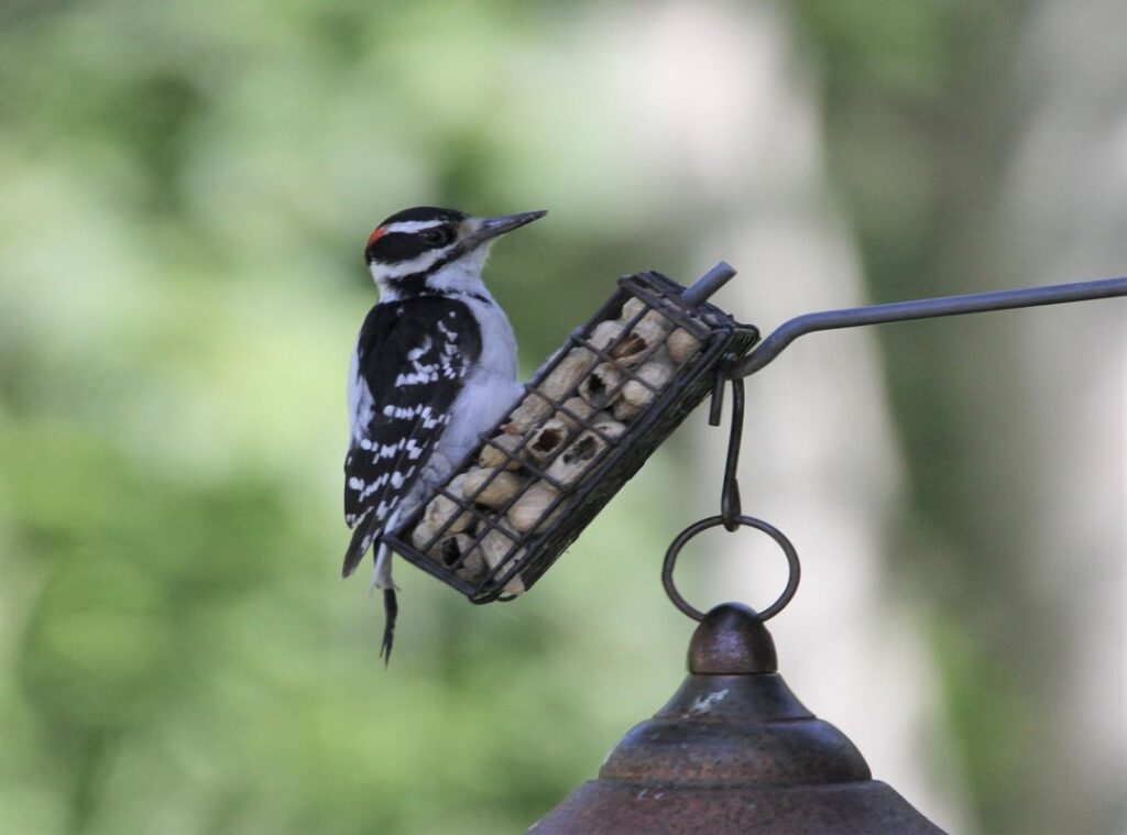 mikayla campinos pics