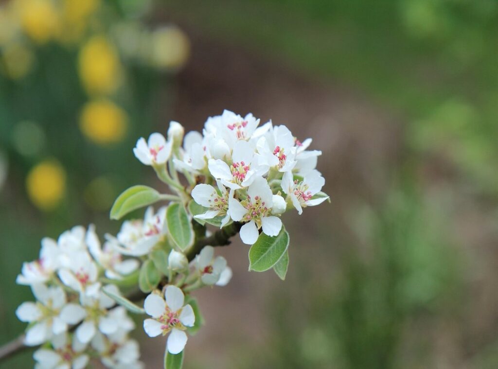 plin logo png sin fondo